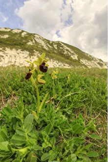 Early spider orchid (Ophrys spegodes) growing on Samphire Hoe near Dover, Kent, England Early spider orchid (Ophrys spegodes) growing on Samphire Hoe near Dover, Kent, England