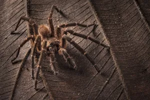 Earth tiger tarantula (Cyriopagopus sp) Maliau Basin, Sabah, Borneo Earth tiger tarantula (Cyriopagopus sp) Maliau Basin, Sabah, Borneo