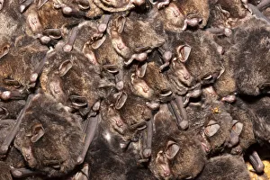 Eastern bentwing / Eastern long fingered bat (Miniopterus orianae oceanensis Eastern bentwing / Eastern long fingered bat (Miniopterus orianae oceanensis
