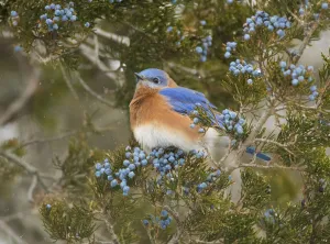 Eastern bluebird (SIalia sialis) male attracted to feed on berries of Eastern red-cedar Eastern bluebird (SIalia sialis) male attracted to feed on berries of Eastern red-cedar