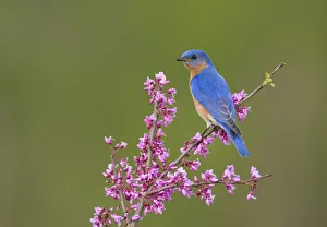 Eastern Bluebird (Sialia sialis) male perched on flowering eastern redbud in spring Eastern Bluebird (Sialia sialis) male perched on flowering eastern redbud in spring
