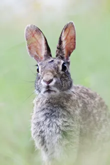 Eastern cottontail (Sylvilagus floridanus) Laredo Borderlands, Texas, USA. April Eastern cottontail (Sylvilagus floridanus) Laredo Borderlands, Texas, USA. April