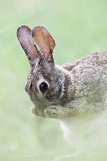 Eastern cottontail (Sylvilagus floridanus) cleaning face, Laredo Borderlands, Texas, USA