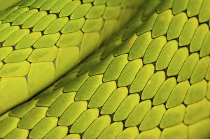Eastern green mamba {Dendroaspis angusticeps} skin detail, captive, from East Africa Eastern green mamba {Dendroaspis angusticeps} skin detail, captive, from East Africa