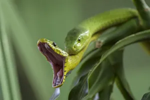Eastern green mambas (Dendroaspis angusticeps) one with mouth wide open, captive Eastern green mambas (Dendroaspis angusticeps) one with mouth wide open, captive