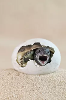 Eastern Hermann's tortoise (Testudo hermanni boettgeri) hatching from egg, mouth open