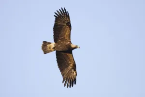 Eastern imperial eagle (Aquila heliaca) in flight, East Slovakia, Europe, June 2008 Eastern imperial eagle (Aquila heliaca) in flight, East Slovakia, Europe, June 2008