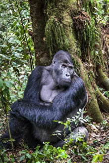 Eastern lowland gorilla (Gorilla beringei graueri) silverback named Chimanuka Eastern lowland gorilla (Gorilla beringei graueri) silverback named Chimanuka