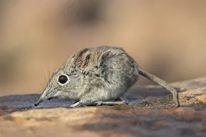 Eastern rock elephant shrew (Elephantulus myurus), Tuli game reserve, Botswana Eastern rock elephant shrew (Elephantulus myurus), Tuli game reserve, Botswana