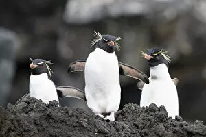 Eudyptes Gallery: Eastern rockhopper penguins (Eudyptes chrysocome filholi), Auckland Island, December