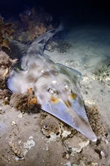 Eastern shovelnose ray (Aptychotrema rostrata) on sea floor Eastern shovelnose ray (Aptychotrema rostrata) on sea floor