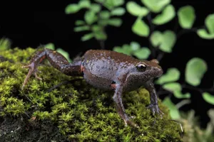 Eastern smooth frog (Geocrinia victoriana) from Flowerdale Eastern smooth frog (Geocrinia victoriana) from Flowerdale