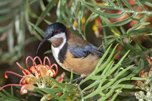 Proteales Gallery: Eastern spinebill (Acanthorhynchus tenuirostris) male visiting Grevillea flower