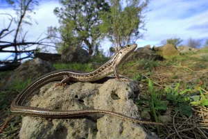 Eastern striped skink (Ctenotus spaldingi) Merri Creek corridor, Melbourne, Victoria Eastern striped skink (Ctenotus spaldingi) Merri Creek corridor, Melbourne, Victoria