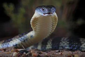 Eastern tiger snake (Notechis scutatus) female, Yarra River corridor in suburban Melbourne Eastern tiger snake (Notechis scutatus) female, Yarra River corridor in suburban Melbourne