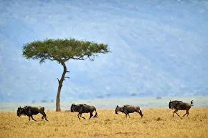Eastern white-bearded wildebeest (Connochaetes taurinus), four running in line Eastern white-bearded wildebeest (Connochaetes taurinus), four running in line