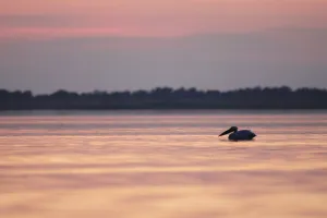 Eastern white pelican (Pelecanus onolocratus) silhouetted at sunset, Danube Delta Eastern white pelican (Pelecanus onolocratus) silhouetted at sunset, Danube Delta