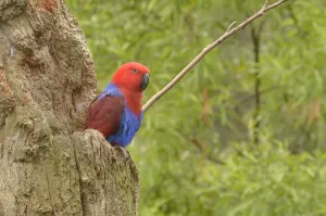 Eclectus parrot (Eclectus roratus) female at nest hollow, captive Eclectus parrot (Eclectus roratus) female at nest hollow, captive