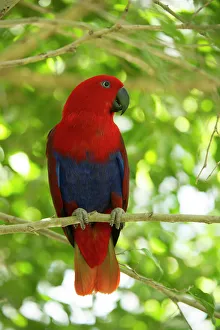 Eclectus parrot (Eclectus roratus) female perched in a tree, The Wildlife Habitat Zoo Eclectus parrot (Eclectus roratus) female perched in a tree, The Wildlife Habitat Zoo