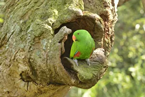 Eclectus parrot (Eclectus roratus) male at nest hole, captive Eclectus parrot (Eclectus roratus) male at nest hole, captive