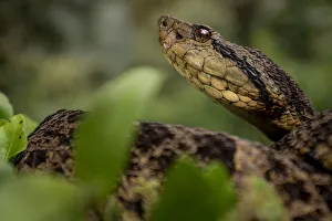 Ecuadorian toadheaded viper (Bothrops campbelli) portrait, Mindo, Pichincha, Ecuador Ecuadorian toadheaded viper (Bothrops campbelli) portrait, Mindo, Pichincha, Ecuador