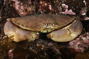 Images Dated 8th August 2011: Edible crab (Cancer pagurus), St Abbs (St Abbs and Eyemouth Voluntary Marine Reserve)