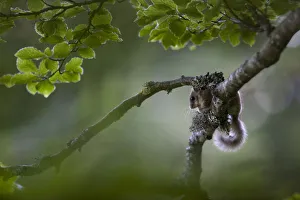 Edible dormouse (Glis glis) on beech tree branch, Black Forest, Baden-Wurttemberg, Germany Edible dormouse (Glis glis) on beech tree branch, Black Forest, Baden-Wurttemberg, Germany