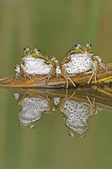 Edible Frogs (Rana esculenta) on log in water. Switzerland, Europe, July Edible Frogs (Rana esculenta) on log in water. Switzerland, Europe, July