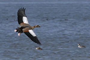 Images Dated 19th August 2017: Egyptian goose (Alopochen aegyptiacus) in flight over Rutland Water, Rutland, UK, August