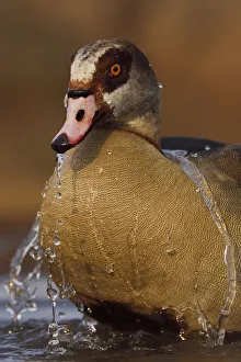 Egyptian goose (Alopochen aegyptiacus) bathing, Zimanga Private Nature Reserve Egyptian goose (Alopochen aegyptiacus) bathing, Zimanga Private Nature Reserve