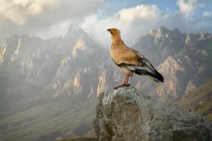 Egyptian vulture (Neophron percnopterus) adult with the Haggeher mountains in the Egyptian vulture (Neophron percnopterus) adult with the Haggeher mountains in the