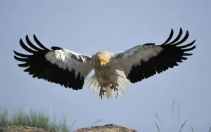 Egyptian vulture (Neophron percnopterus) landing, Faia Brava Reserve, Coa valley Egyptian vulture (Neophron percnopterus) landing, Faia Brava Reserve, Coa valley