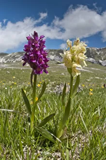 Images Dated 29th May 2011: Elder flower orchid (Dactylorhiza sambucina) in its two colour forms, Campo Imperatore