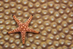 An Elegant starfish (Fromia elegans) on hard coral, Fiji An Elegant starfish (Fromia elegans) on hard coral, Fiji