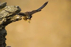 Eleonoras falcon (Falco eleonorae) taking off from rock ledge, Andros, Greece, September 2008 Eleonoras falcon (Falco eleonorae) taking off from rock ledge, Andros, Greece, September 2008