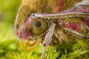 Elephant Hawkmoth (Deilephila elpenor) close up of head showing proboscis Elephant Hawkmoth (Deilephila elpenor) close up of head showing proboscis