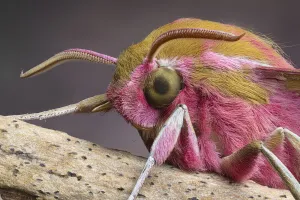 Elephant hawkmoth (Deilephila elpenor), close up of head, showing detail of compound eye Elephant hawkmoth (Deilephila elpenor), close up of head, showing detail of compound eye