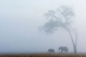 Images Dated 5th December 2014: Elephant (Loxodonta africana) female and calf under tree in the rain, Masai-Mara game reserve, Kenya