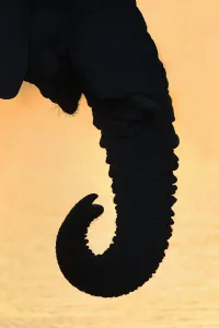 Elephant trunk (Loxodonta africana), Etosha national park, Namibia, May Elephant trunk (Loxodonta africana), Etosha national park, Namibia, May