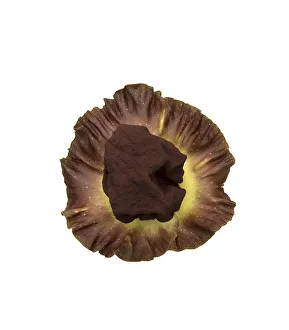 Elephant yam flower (Amorphophallus paeoniifolius) spadix surrounded by spathe Elephant yam flower (Amorphophallus paeoniifolius) spadix surrounded by spathe