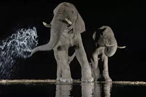 Images Dated 4th May 2017: Elephants (Loxodonta africana) at waterhole drinking at night. One spraying water from trunk