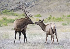 Elk (Cervus canadensis) bull and cw sniffing noses, Yellowstone National Park, Wyoming Elk (Cervus canadensis) bull and cw sniffing noses, Yellowstone National Park, Wyoming