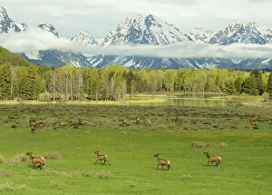 Images Dated 17th June 2011: Elk / Wapiti (Cervus canadensis) herd with young on meadowland against the Grand Tetons