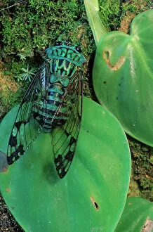 January 2023 Highlights Gallery: Emerald cicada (Zammara smaragdina) on leaves. Montes Azules Biosphere Reserve, Chiapas state