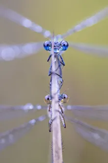 Emerald damselflies (Lestes sponsa) mating, with male above. Peak District National Park Emerald damselflies (Lestes sponsa) mating, with male above. Peak District National Park