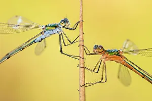 Emerald damselflies (Lestes sponsa) resting on a reed, Cornwall, England, UK, July Emerald damselflies (Lestes sponsa) resting on a reed, Cornwall, England, UK, July