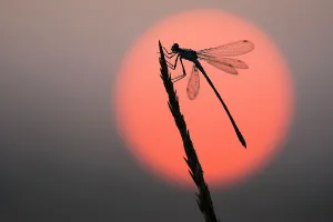Emerald damselfly (Lestes sponsa) at sunrise, Klein Schietveld, Brasschaat, Belgium Emerald damselfly (Lestes sponsa) at sunrise, Klein Schietveld, Brasschaat, Belgium