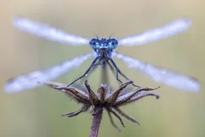 Emerald damselfy (Lestes sponsa) at Ledstone pond near Leeds, UK. September Emerald damselfy (Lestes sponsa) at Ledstone pond near Leeds, UK. September