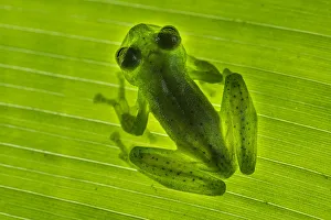 Emerald Glass Frog (Centrolenella proseblepan) on leaf. Mid-altitude rainforest Emerald Glass Frog (Centrolenella proseblepan) on leaf. Mid-altitude rainforest