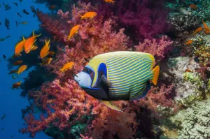 Emperor angelfish (Pomacanthus imperator) swimming past coral reef. Egypt, Red Sea Emperor angelfish (Pomacanthus imperator) swimming past coral reef. Egypt, Red Sea